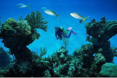 英雄联盟季中冠军赛开赛在即 B站全程直播